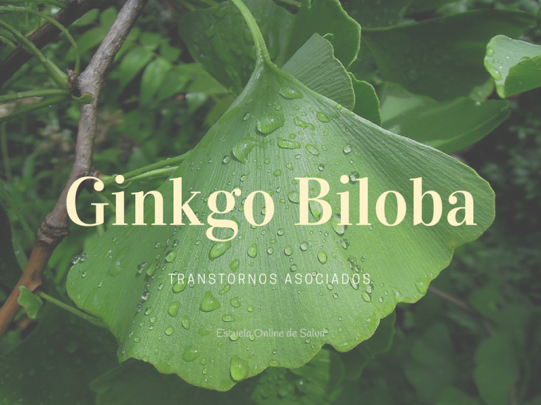 Ginkgo Biloba Sus Propiedades Y Beneficios Escuela Online De Salud